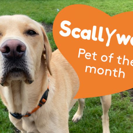 golden labrador standing on grass with an orange heart saying scallywags pet of the month