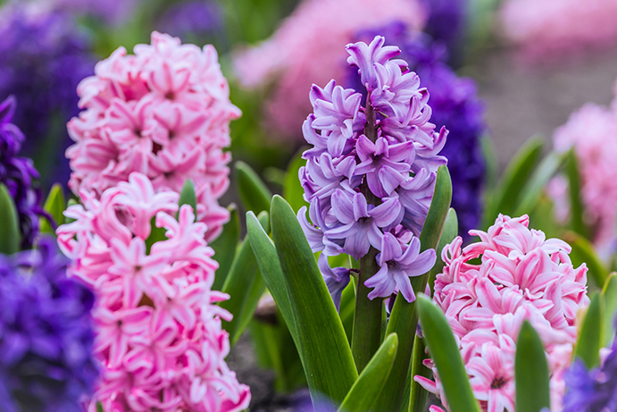 beautiful pink, lilace and purple hyacinths in full bloom