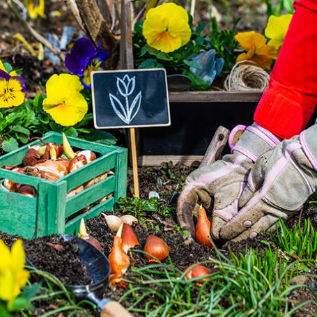 gardening gloves planting tulip bulbs into a flower bed