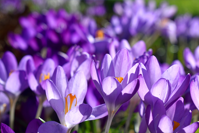 purple crocus flowers with orange centres in a large cluster