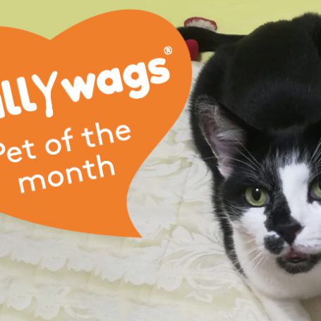 Black and white cat looking at the camera with an orange heart banner saying scallywags pet of the month
