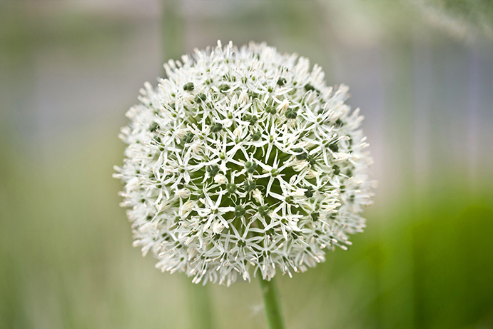 allium flower head with white petals on a green background