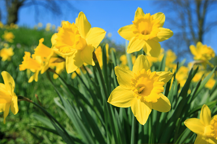 yellow daffodil flowers in full bloom against a blue sky