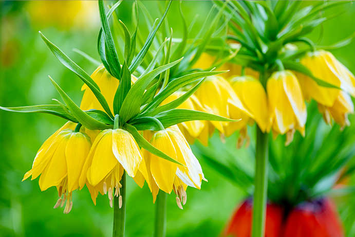 a cluster of yellow fritillaria flowers with a green background