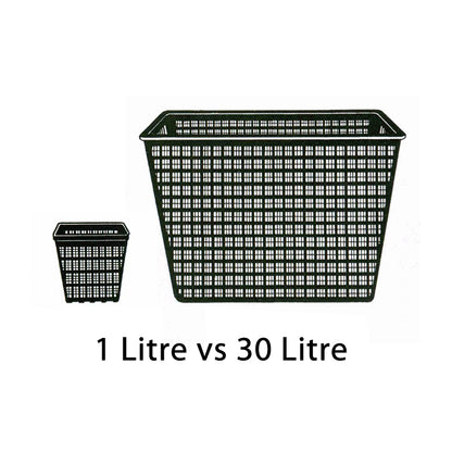 Anglo Aquatics Nymphaea Darwin (Hollandia) 30 Litre