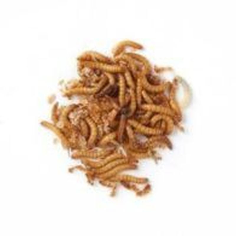 Dried Mealworms Bird Feed By Nature Watch - 100g Bag