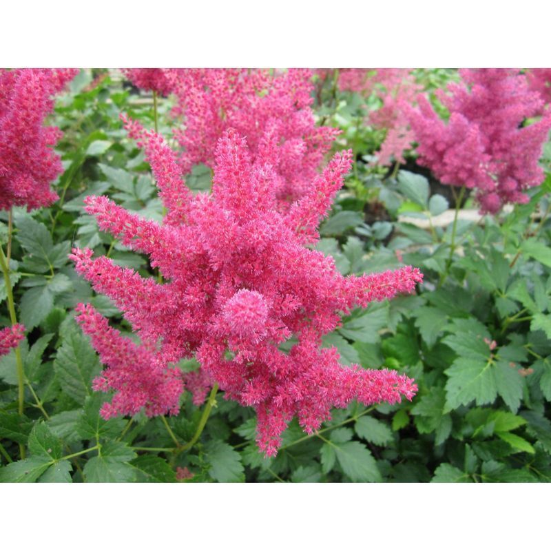 Anglo Aquatics Astilbe Red 1 Litre 3 Pack