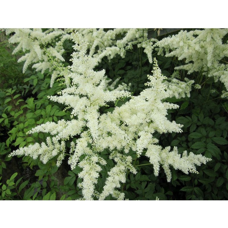 Anglo Aquatics Astilbe White 1 Litre