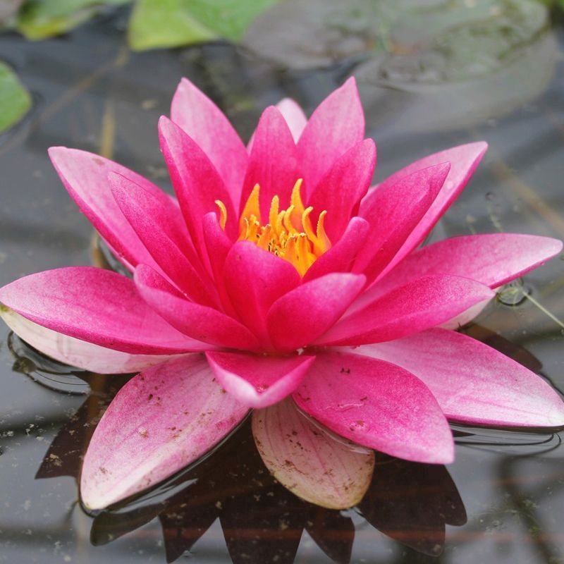 Anglo Aquatics Nymphaea Attraction 30 Litre Primary Image