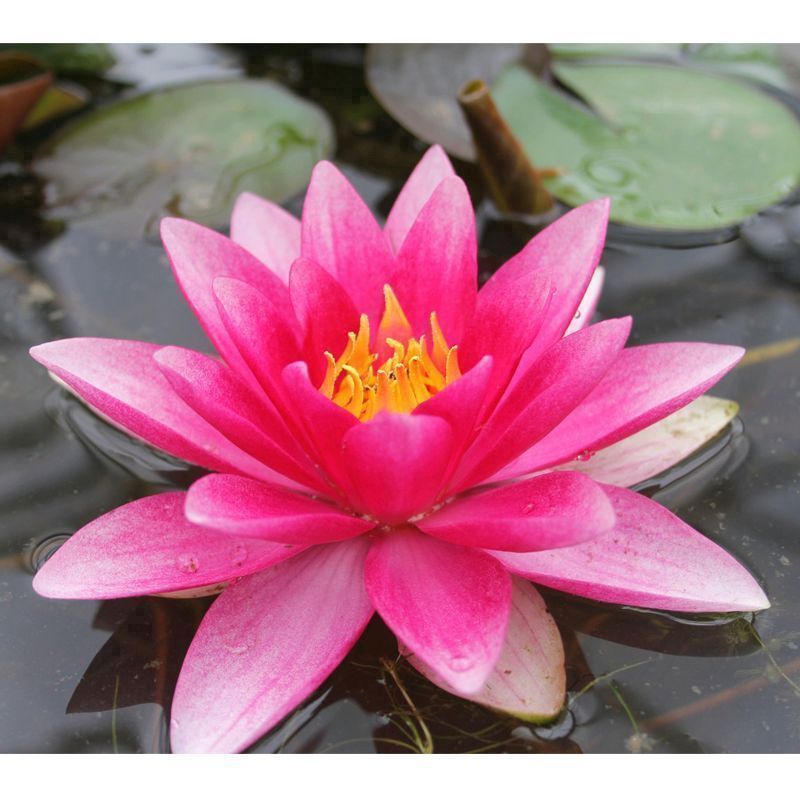 Anglo Aquatics Nymphaea Attraction 30 Litre