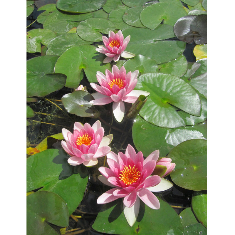 Anglo Aquatics Nymphaea Attraction 30 Litre
