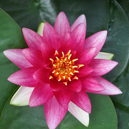 Anglo Aquatics Nymphaea Attraction 30 Litre
