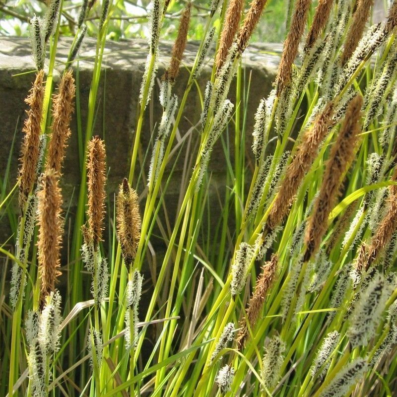 Anglo Aquatics Carex Acuta 9cm 3 Pack