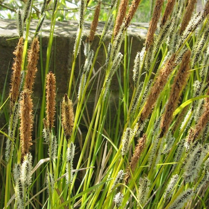 Anglo Aquatics Carex Acuta 9cm 3 Pack