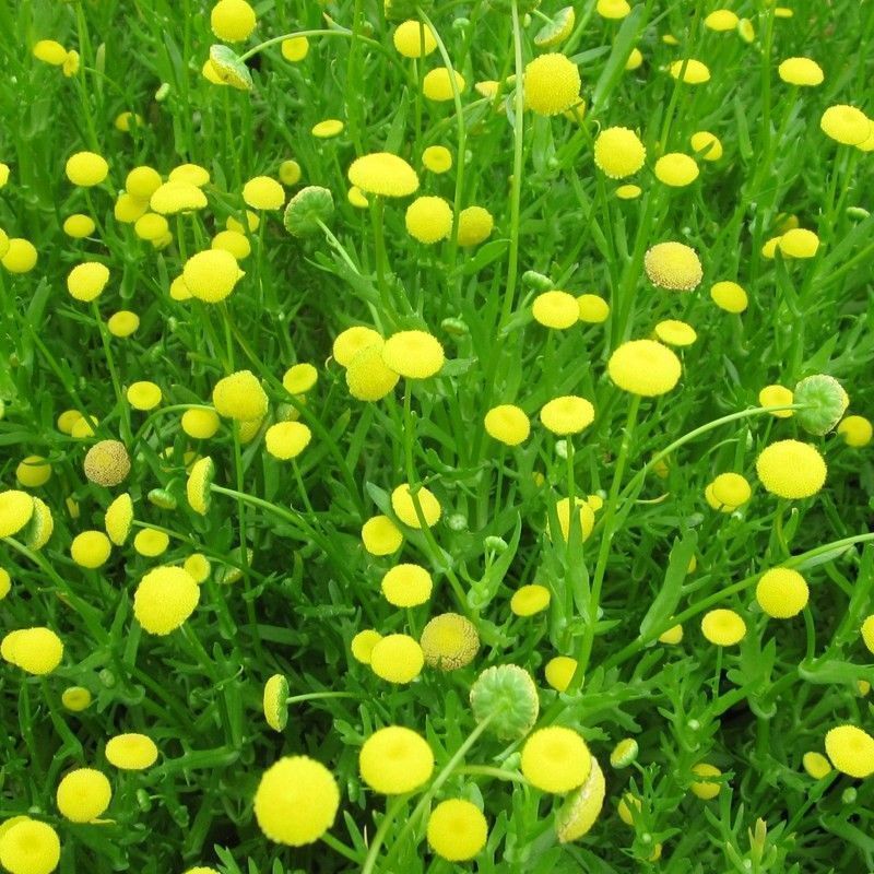 Anglo Aquatics Cotula Coronopifolia 1 Litre 3 Pack