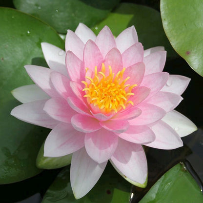 Anglo Aquatics Nymphaea Darwin (Hollandia) 30 Litre