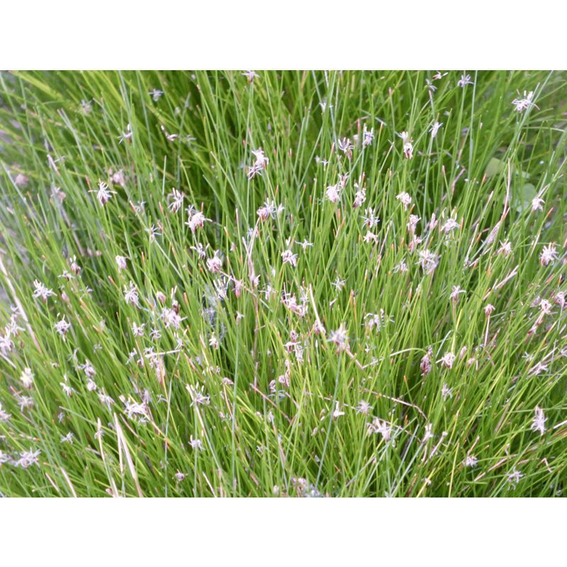 Anglo Aquatics Eleocharis Acicularis 2 Litre