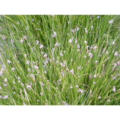 Anglo Aquatics Eleocharis Acicularis 2 Litre