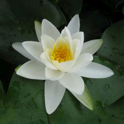 Anglo Aquatics Nymphaea Gladstoniana 30 Litre