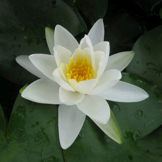 Anglo Aquatics Nymphaea Gladstoniana 30 Litre