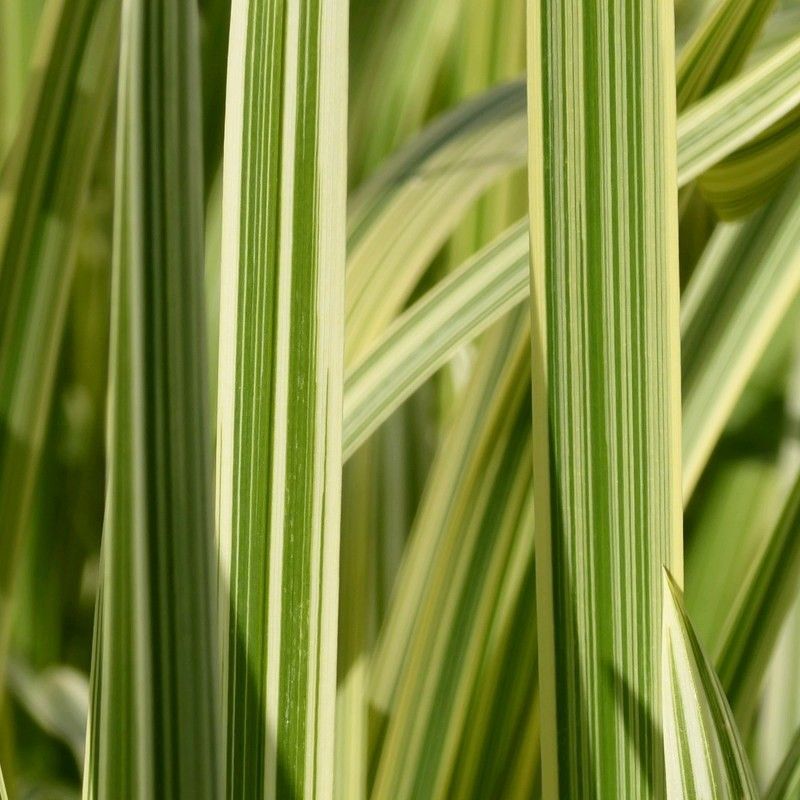 Anglo Aquatics Glyceria Maxima Variegata 1 Litre 3 Pack Primary Image