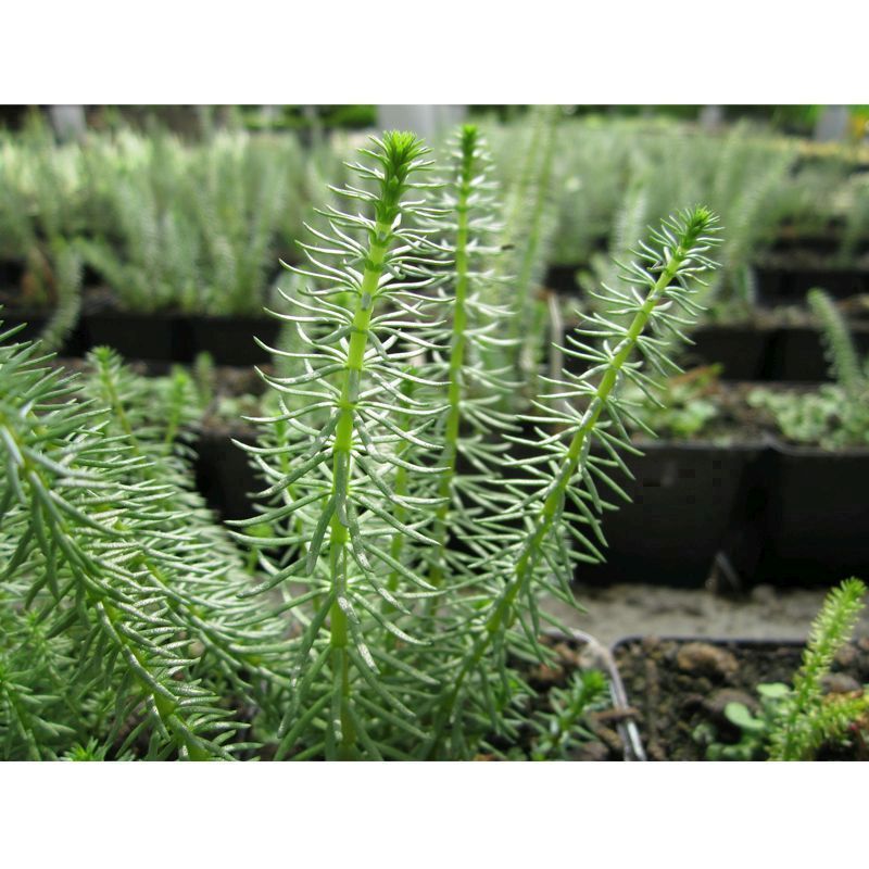 Anglo Aquatics Hippuris Vulgaris 9cm 3 Pack