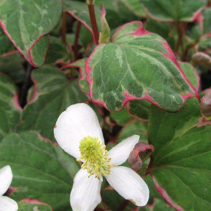 Anglo Aquatics Houttuynia Cordata 'Boo Boo' 1 Litre Primary Image