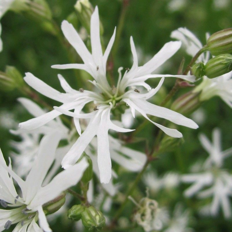 Anglo Aquatics Lychnis Flos-Cuculi 'White Robin' 9cm 3 Pack