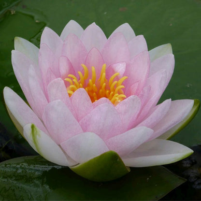 Anglo Aquatics Nymphaea Madame Wilfron Gonnere 30 Litre Primary Image