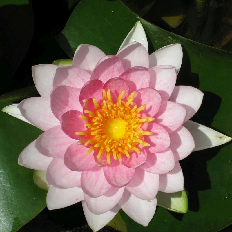 Anglo Aquatics Nymphaea Madame Wilfron Gonnere 30 Litre