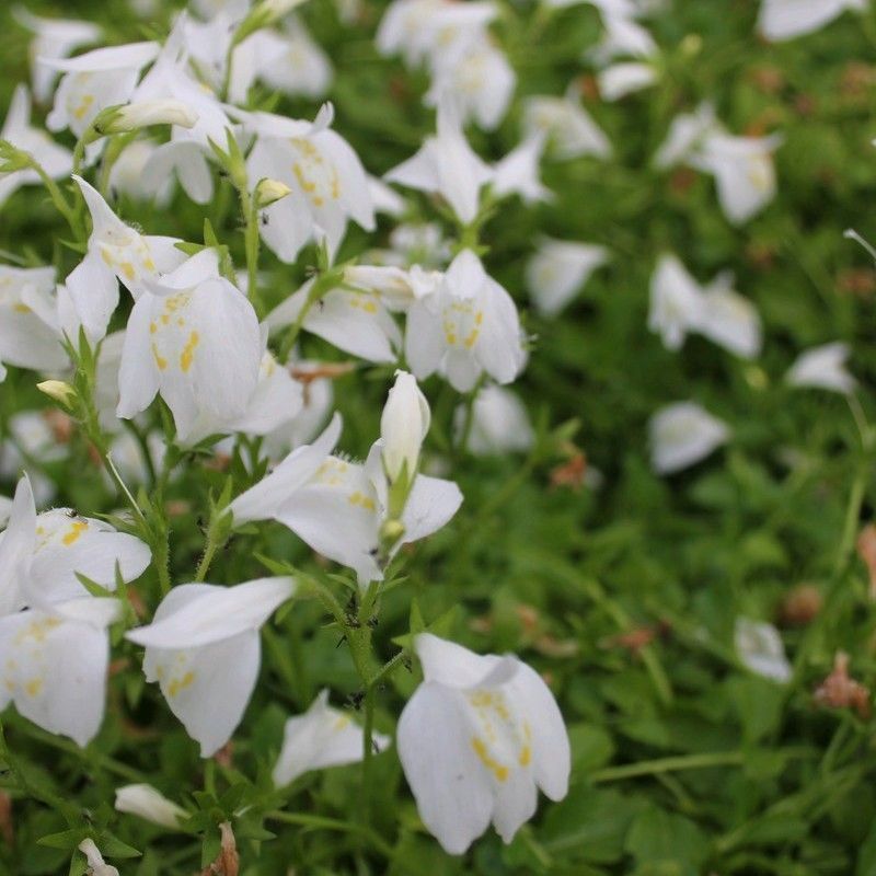 Anglo Aquatics Mazus Reptans 'Alba' 1 Litre