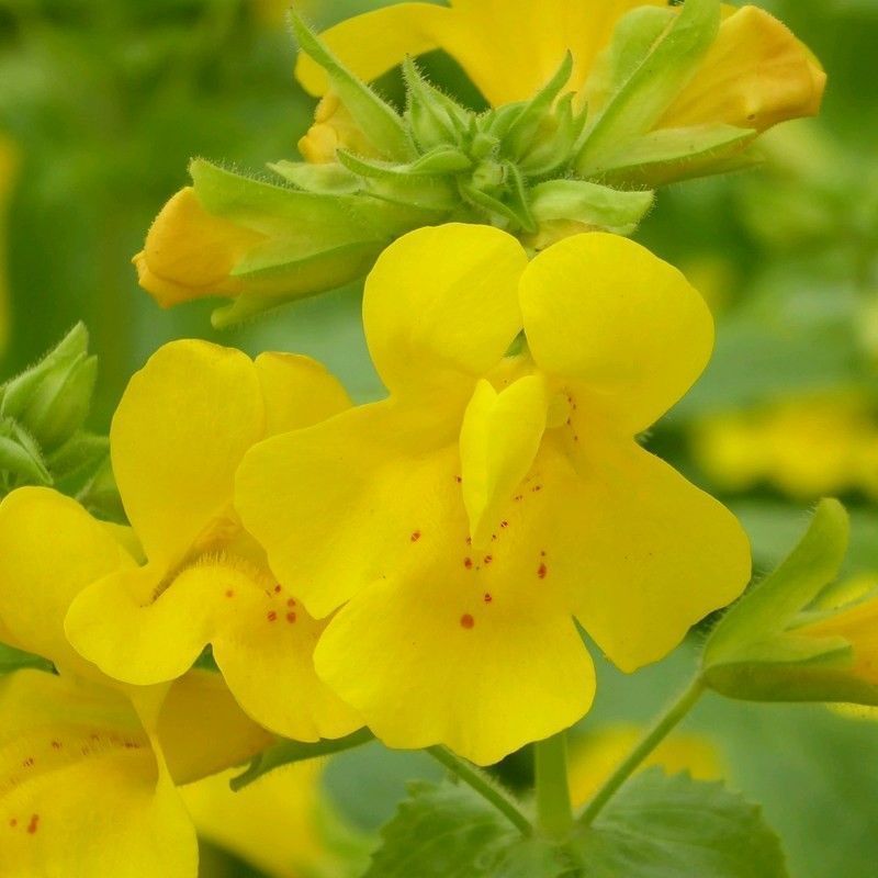 Anglo Aquatics Mimulus Guttatus 3 Litre