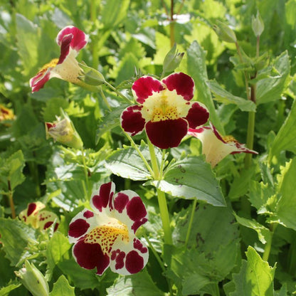 Anglo Aquatics Mimulus Luteus 'Queens Prize' 9cm 3 Pack Primary Image