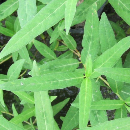 Anglo Aquatics Persicaria Amphibia 9cm 3 Pack Primary Image