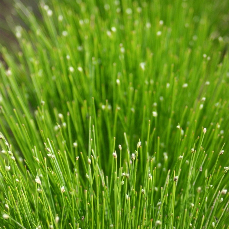 Anglo Aquatics Saururus Cernuus 3 Litre