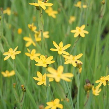 Anglo Aquatics Sisyrinchium Californicum 1 Litre 3 Pack Primary Image