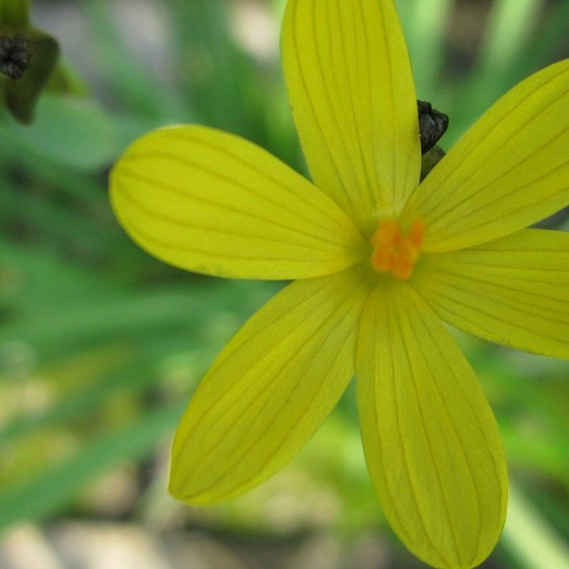 Anglo Aquatics Sisyrinchium Californicum 1 Litre