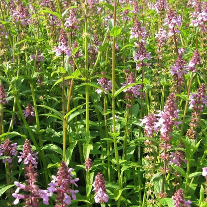 Anglo Aquatics Stachys Palustris 1 Litre Primary Image