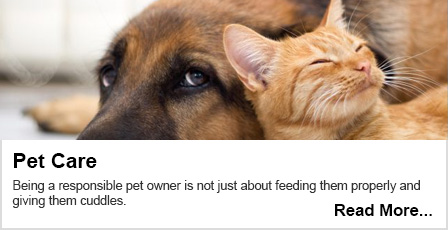 Read our Pet Care blog here.