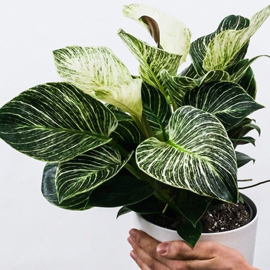 <p>Philodendron White Wave</p>