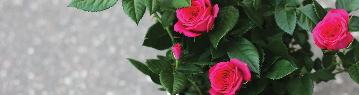 Rose plants online