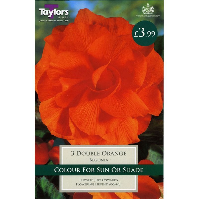 Taylors Double Orange Begonia 3 Bulbs