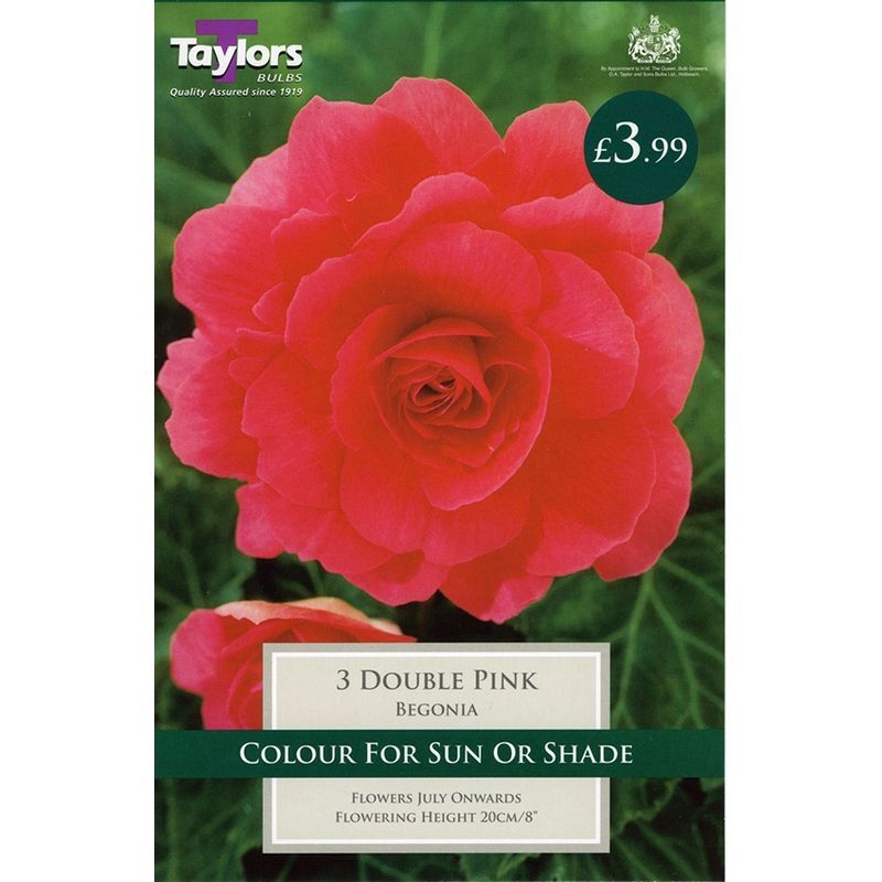 Taylors Double Pink Begonia 3 Bulbs