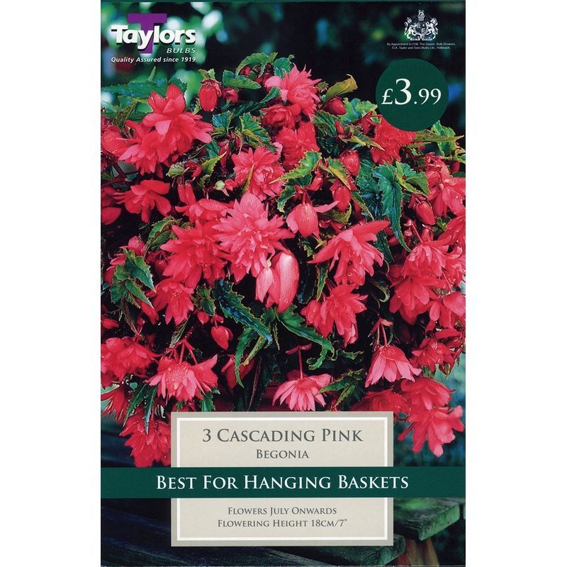 Taylors Cascading Pink Begonia 3 Bulbs