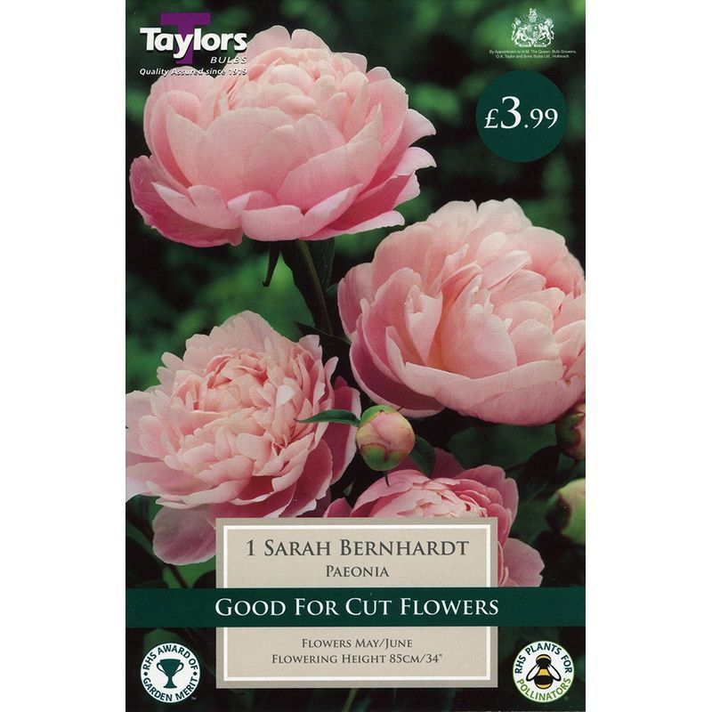 Taylors Sarah Bernhardt Paeonia Single Bulb