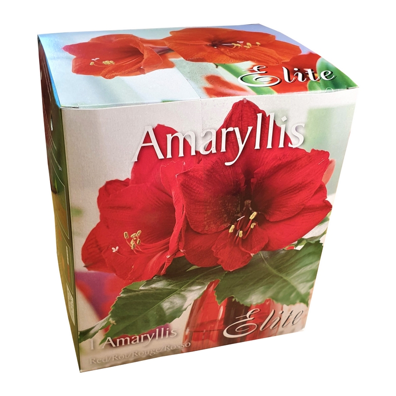 Elite Amaryllis Red Complete Growing Kit