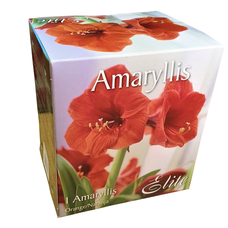Elite Amaryllis Orange Complete Growing Kit