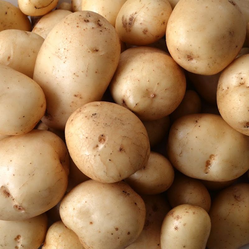 Taylors Flavourful Pentland Javelin First Early Seed Potatoes 2Kg