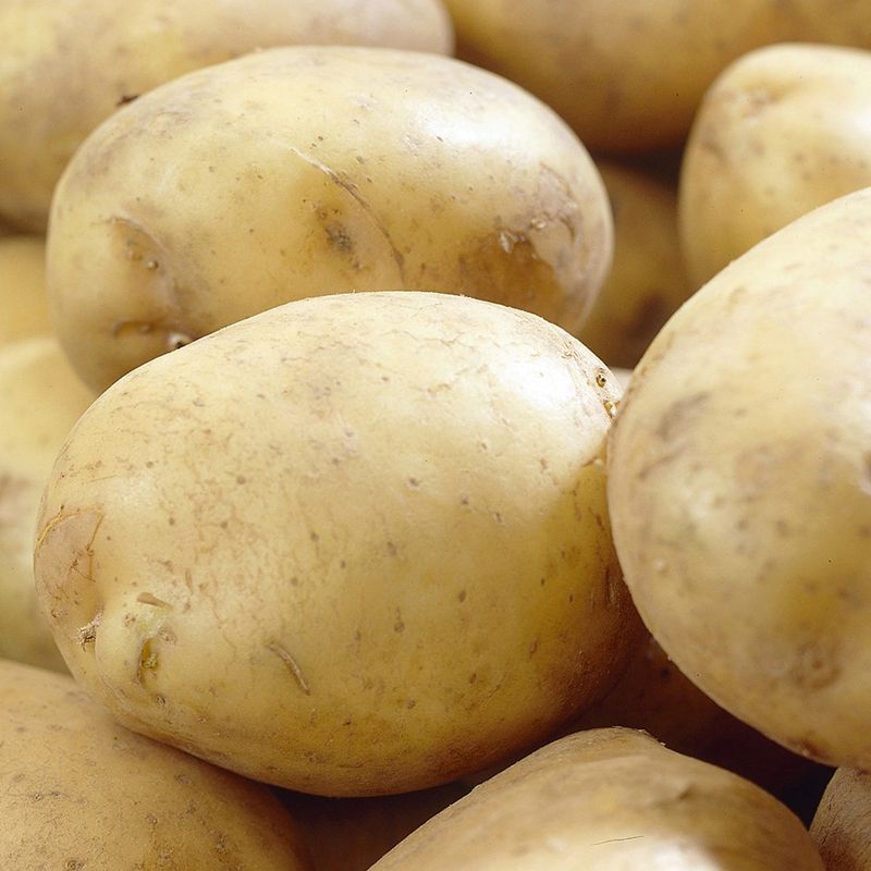 Taylors Rocket Potatoes First Early Seed Potatoes 2Kg