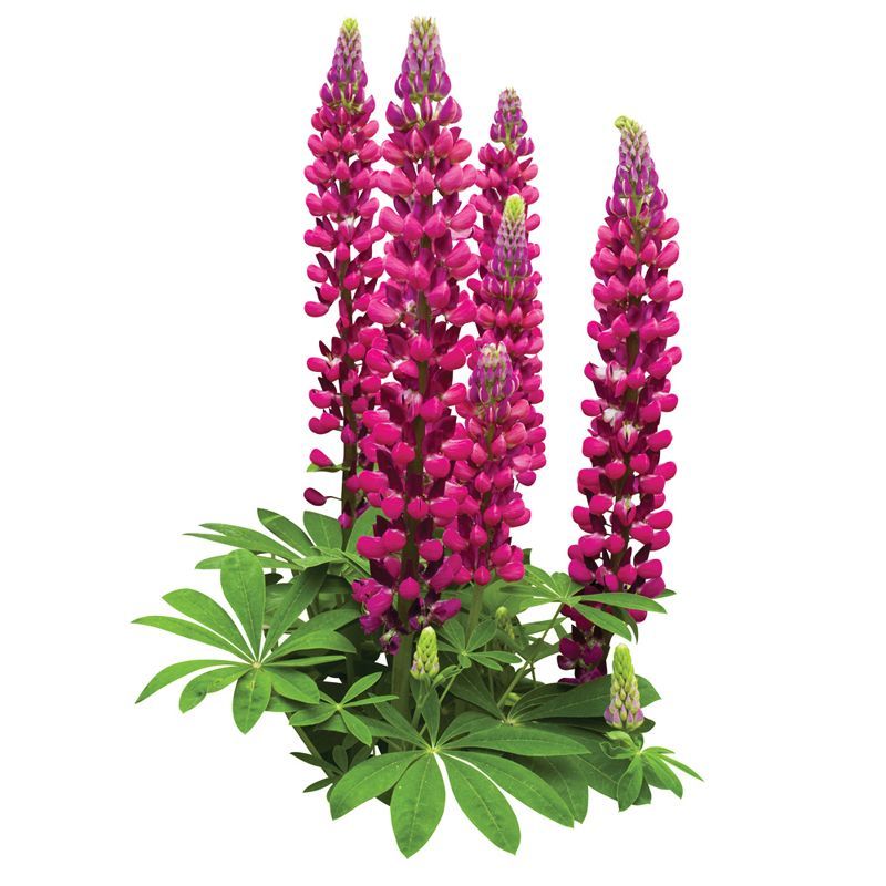 West Country Lupin Plant